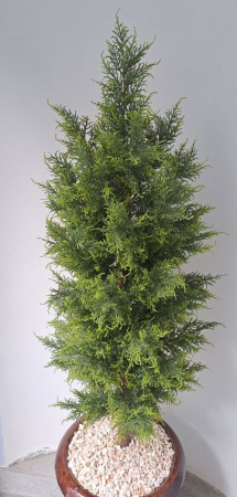 Туя (кипарис) 180 см