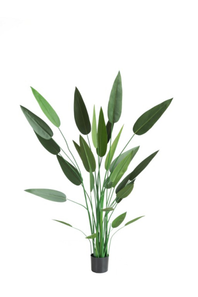 Куст Стрелиции Николая 180 см