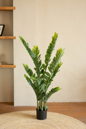 Замиокулькас 130 см