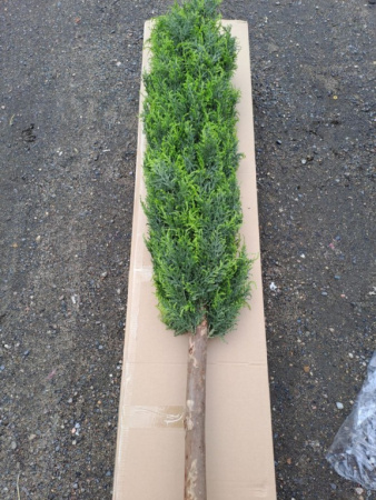 Туя (кипарис) 180 см