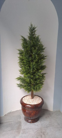 Туя (кипарис) 180 см