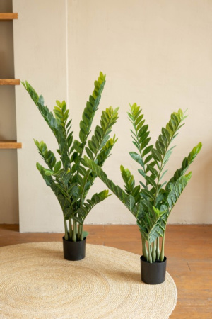 Замиокулькас 130 см