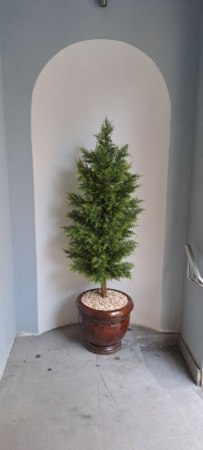 Туя (кипарис) 180 см